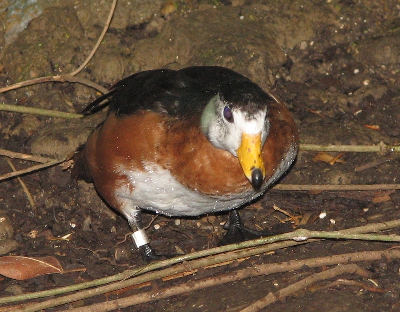 African Pygmy Goose (Nettapus auritus) - Wiki; DISPLAY FULL IMAGE.