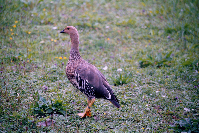 Sheldgoose (Chloephaga rubidiceps) - Wiki; DISPLAY FULL IMAGE.