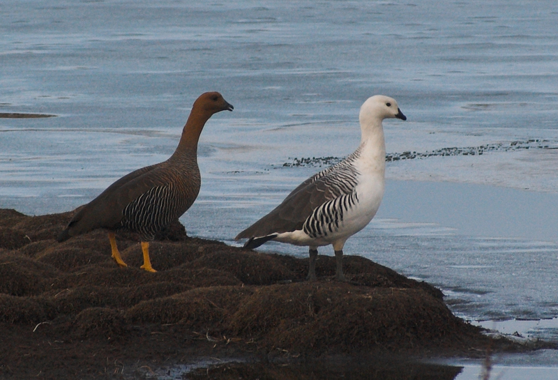 Magellan Goose (Chloephaga picta) - Wiki; DISPLAY FULL IMAGE.