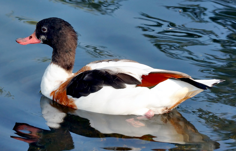 Shelduck (Genus: Tadorna) - Wiki; DISPLAY FULL IMAGE.