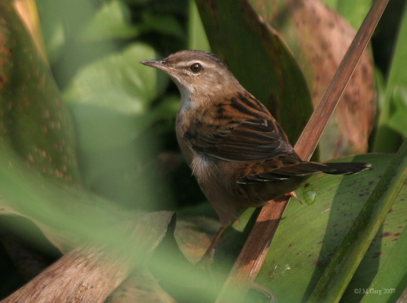 Pallas's Grasshopper-warbler (Locustella certhiola) - Wiki; DISPLAY FULL IMAGE.