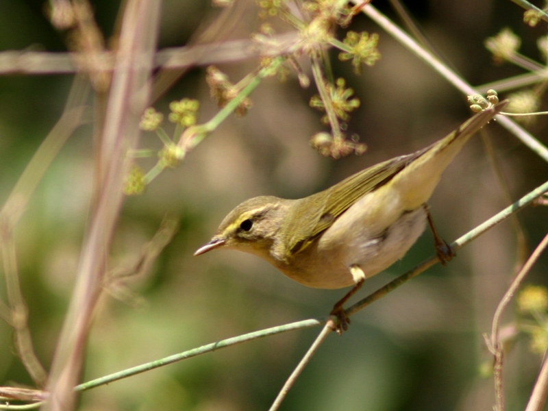 Willow Warbler (Phylloscopus trochilus) - Wiki; DISPLAY FULL IMAGE.