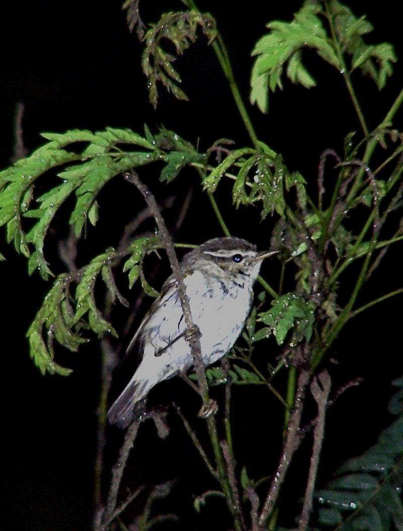 Sakhalin Leaf-warbler (Phylloscopus borealoides) - Wiki; DISPLAY FULL IMAGE.