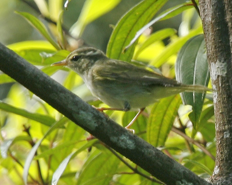 Arctic Warbler (Phylloscopus borealis) - Wiki; DISPLAY FULL IMAGE.