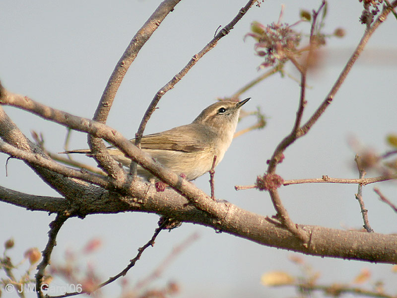 Common Chiffchaff (Phylloscopus collybita) - Wiki; DISPLAY FULL IMAGE.