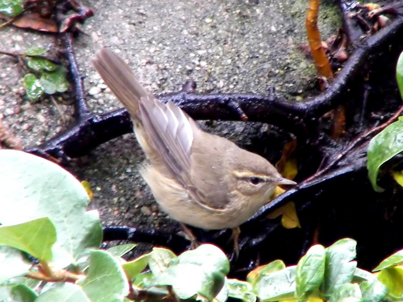 Dusky Warbler (Phylloscopus fuscatus) - Wiki; DISPLAY FULL IMAGE.