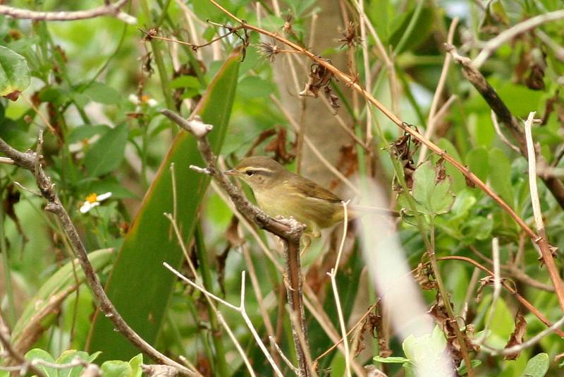 Radde's Warbler (Phylloscopus schwarzi) - Wiki; DISPLAY FULL IMAGE.