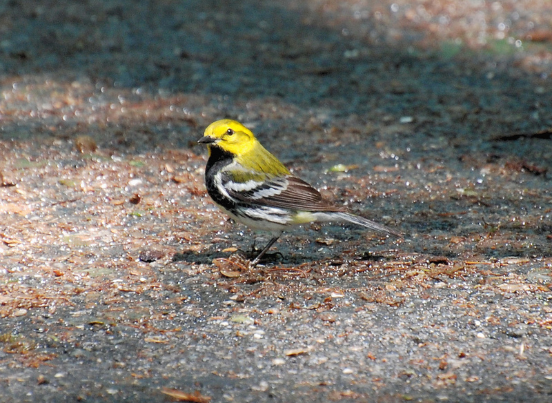 Black-throated Green Warbler, Dendroica virens; DISPLAY FULL IMAGE.