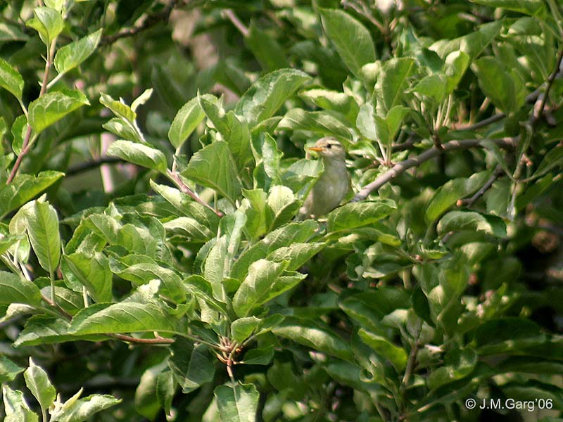 Western Crowned-warbler (Phylloscopus occipitalis) - Wiki; DISPLAY FULL IMAGE.