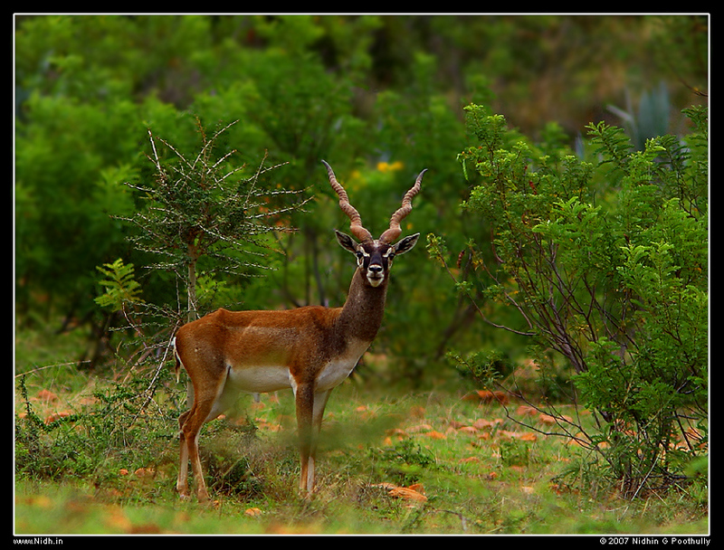 Blackbuck (Antilope cervicapra) - Wiki; DISPLAY FULL IMAGE.