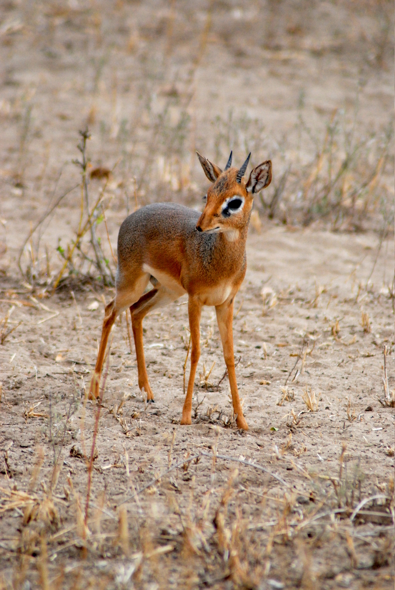 Dik-Dik (Genus: Madoqua) - Wiki; DISPLAY FULL IMAGE.