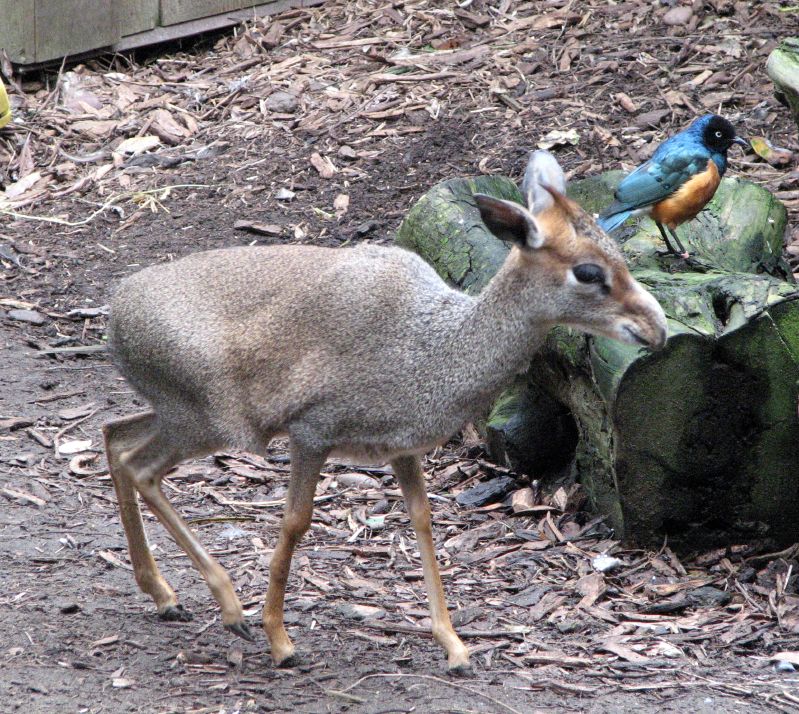 Günther's Dik-dik (Madoqua guentheri) - Wiki; DISPLAY FULL IMAGE.