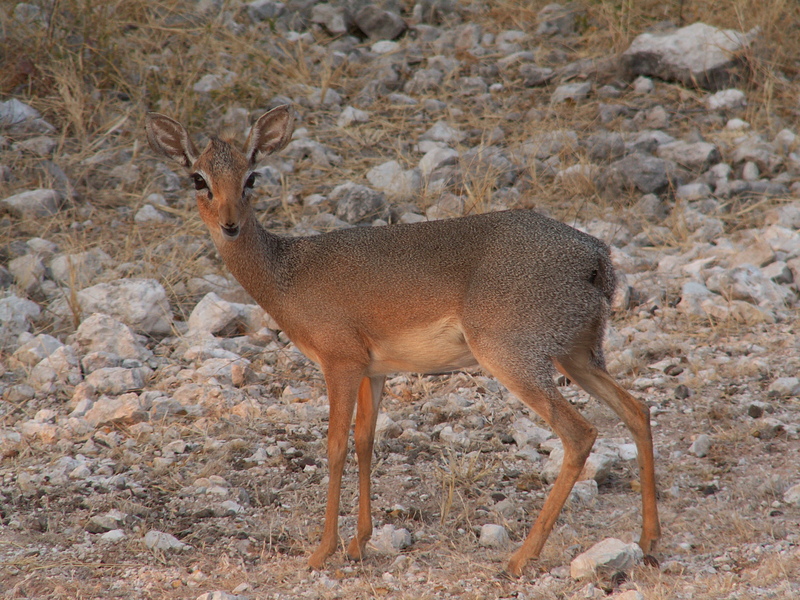 Kirk's Dik-dik (Madoqua kirkii) - Wiki; DISPLAY FULL IMAGE.