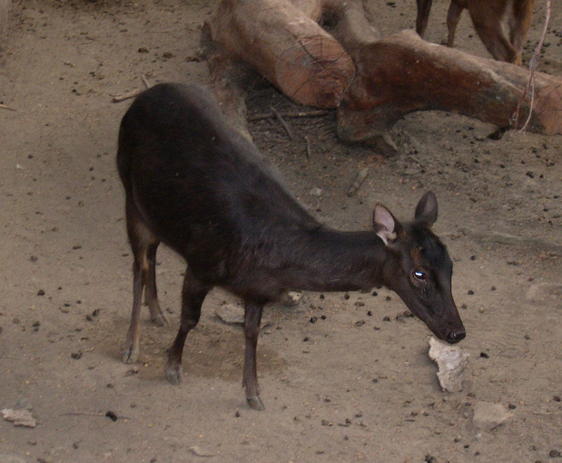 Philippine Sambar, Philippine brown deer (Cervus mariannus) - Wiki; DISPLAY FULL IMAGE.