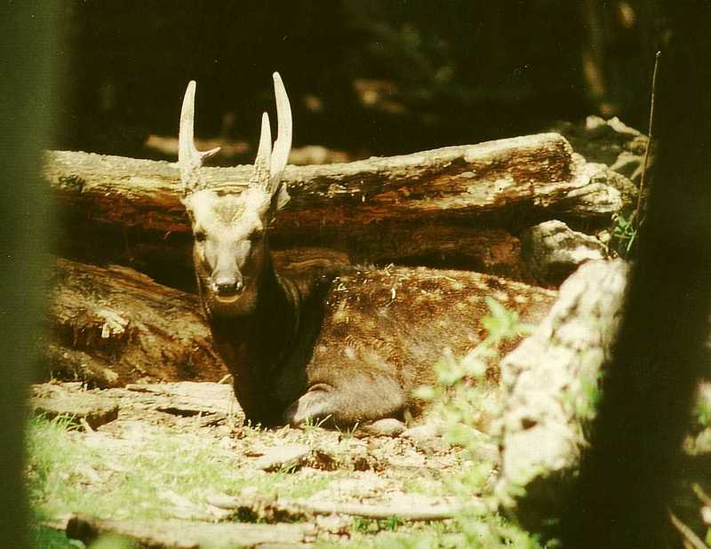 Philippine Spotted Deer (Cervus alfredi) - Wiki; DISPLAY FULL IMAGE.