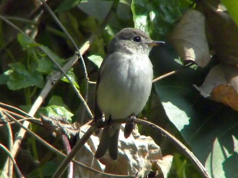 Asian Brown Flycatcher (Muscicapa dauurica) - Wiki; DISPLAY FULL IMAGE.