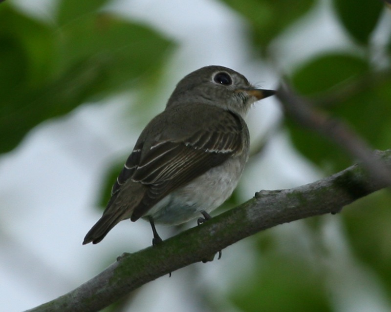 Asian Brown Flycatcher (Muscicapa dauurica); DISPLAY FULL IMAGE.