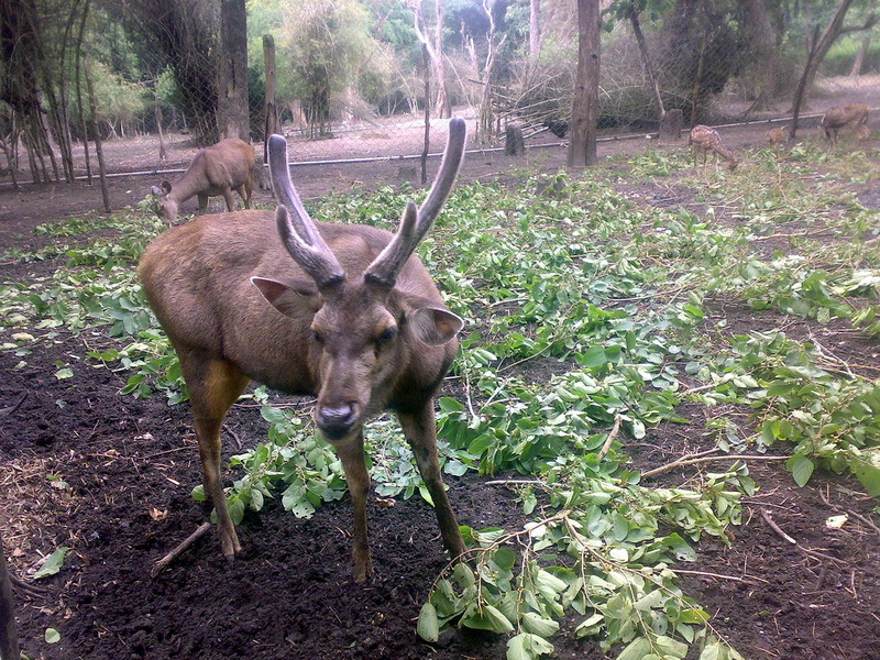 Sambar (Part of Genus: Cervus); DISPLAY FULL IMAGE.