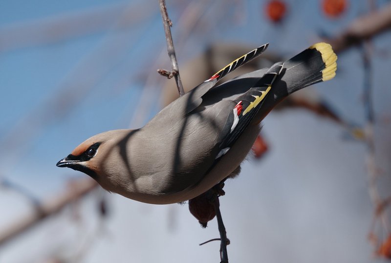 Bohemian Waxwing (Bombycilla garrulus) - Wiki; DISPLAY FULL IMAGE.