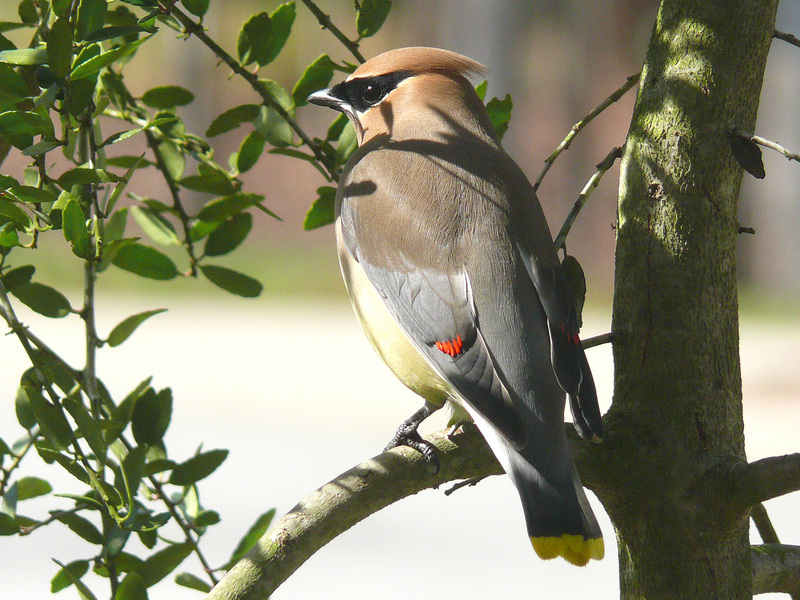 Cedar Waxwing (Bombycilla cedrorum) - Wiki; DISPLAY FULL IMAGE.