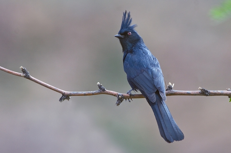 Phainopepla (Phainopepla nitens) - Wiki; DISPLAY FULL IMAGE.