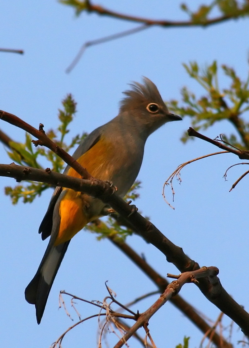 Grey Silky-flycatcher (Ptilogonys cinereus) - Wiki; DISPLAY FULL IMAGE.