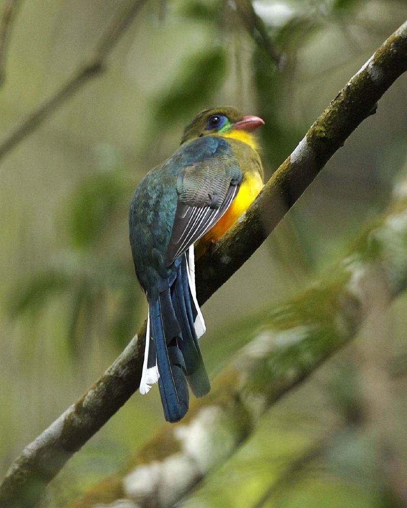 Javan Trogon (Apalharpactes reinwardtii) - Wiki; DISPLAY FULL IMAGE.