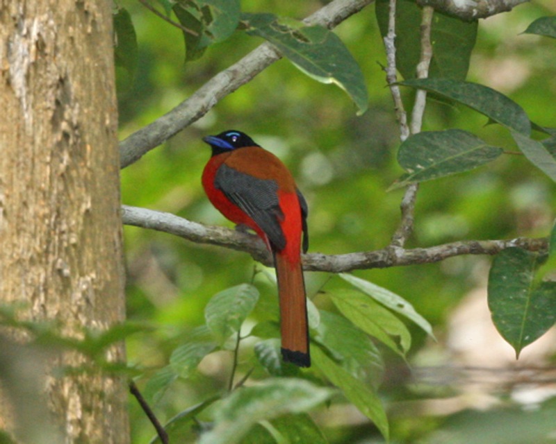 Scarlet-rumped Trogon (Harpactes duvaucelii) - Wiki; DISPLAY FULL IMAGE.
