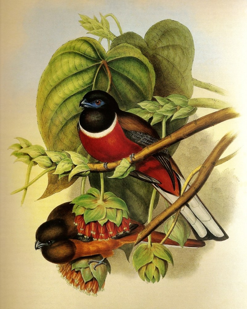 Malabar Trogon (Harpactes fasciatus) - Wiki; DISPLAY FULL IMAGE.