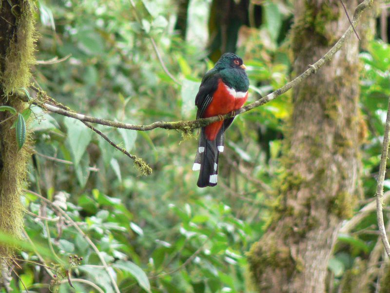 Masked Trogon (Trogon personatus) - Wiki; DISPLAY FULL IMAGE.