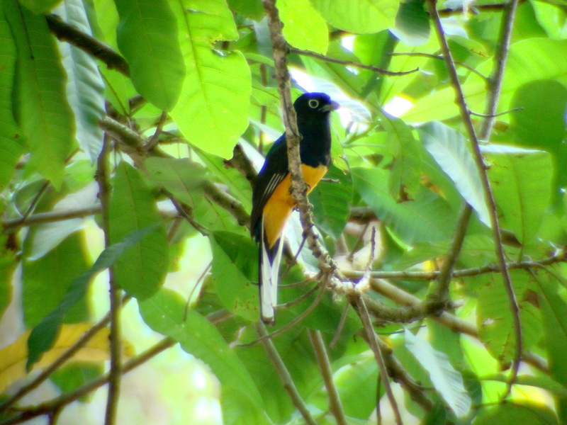 White-tailed Trogon (Trogon viridis) male; DISPLAY FULL IMAGE.