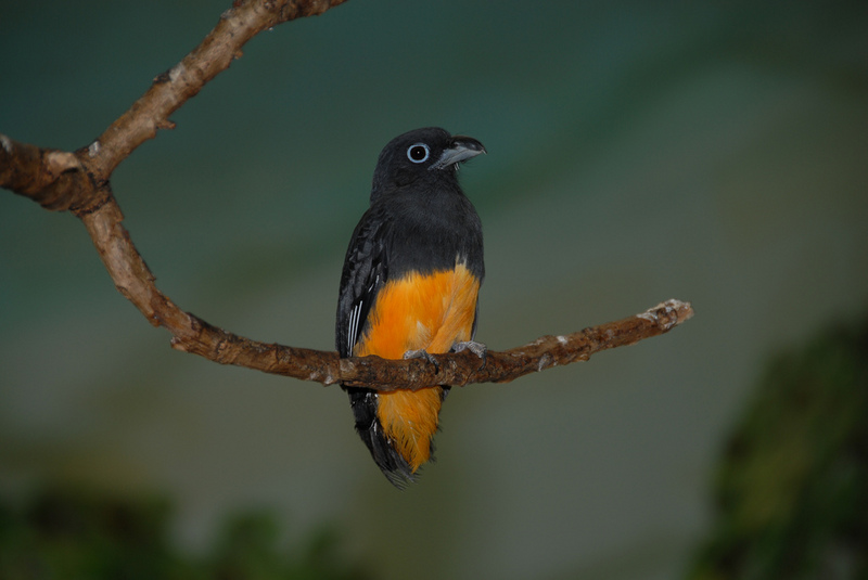 White-tailed Trogon (Trogon viridis) without tail; DISPLAY FULL IMAGE.