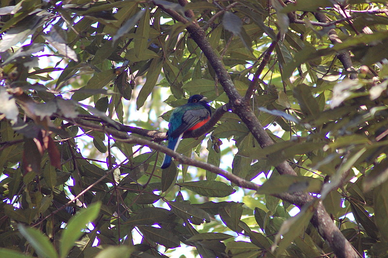Blue-crowned Trogon (Trogon curucui) - Wiki; DISPLAY FULL IMAGE.