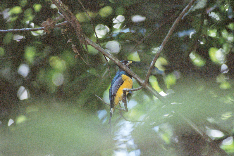 Black-throated Trogon (Trogon rufus) - Wiki; DISPLAY FULL IMAGE.