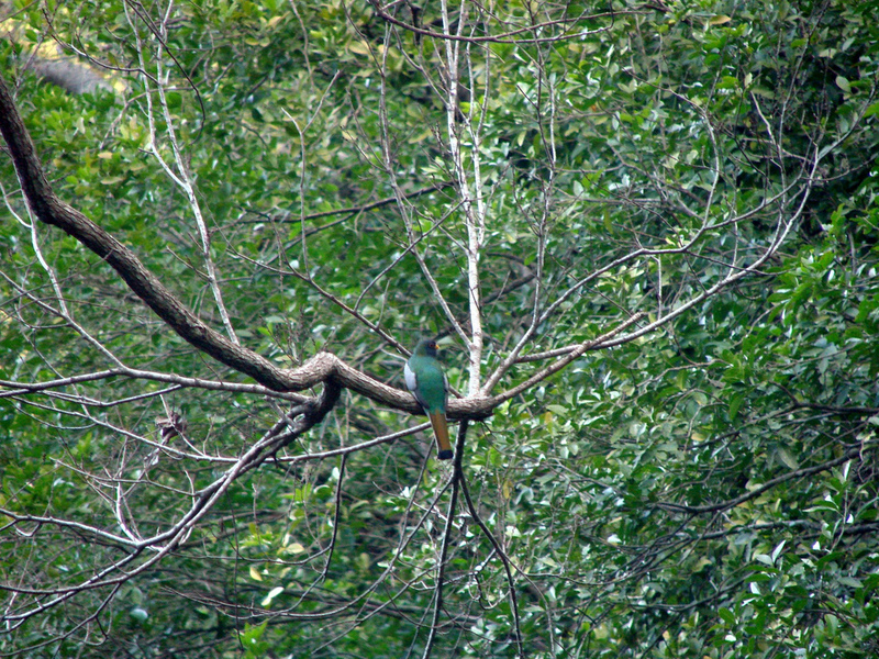 Elegant Trogon, Trogon elegans; DISPLAY FULL IMAGE.