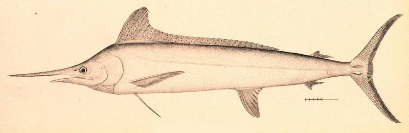 White Marlin (Tetrapturus albidus) - Wiki; DISPLAY FULL IMAGE.