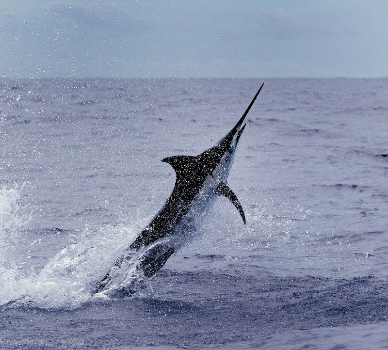 Marlin (Family: Istiophoridae) - Wiki; DISPLAY FULL IMAGE.