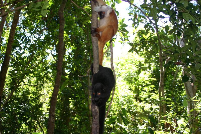 Male and female black lemurs - Eulemur macaco - in their natural habitat at Madagascar; DISPLAY FULL IMAGE.