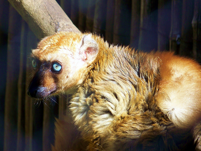 Blue-eyed Black Lemur (Eulemur macaco flavifrons) - Wiki; DISPLAY FULL IMAGE.