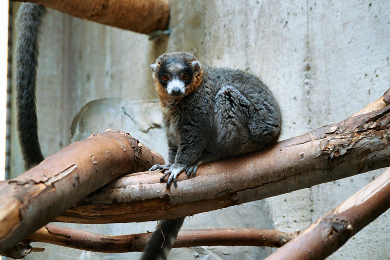Mongoose Lemur (Eulemur mongoz) - Wiki; DISPLAY FULL IMAGE.