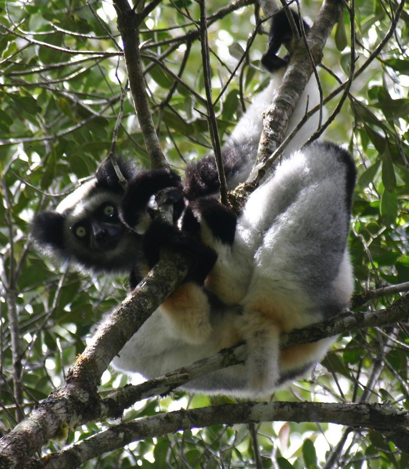 Indri (Indri indri) - Wiki; DISPLAY FULL IMAGE.