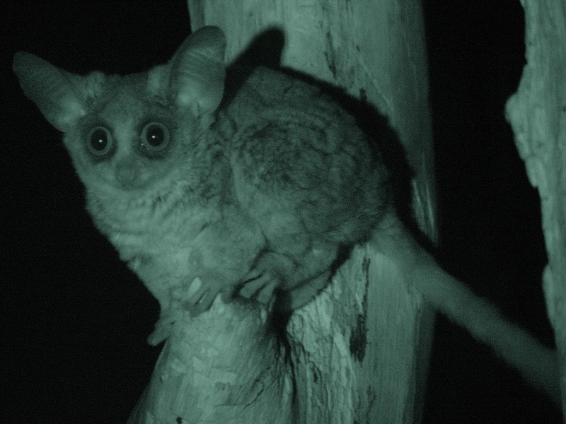 Mohol Bushbaby (Galago moholi) - Wiki; DISPLAY FULL IMAGE.