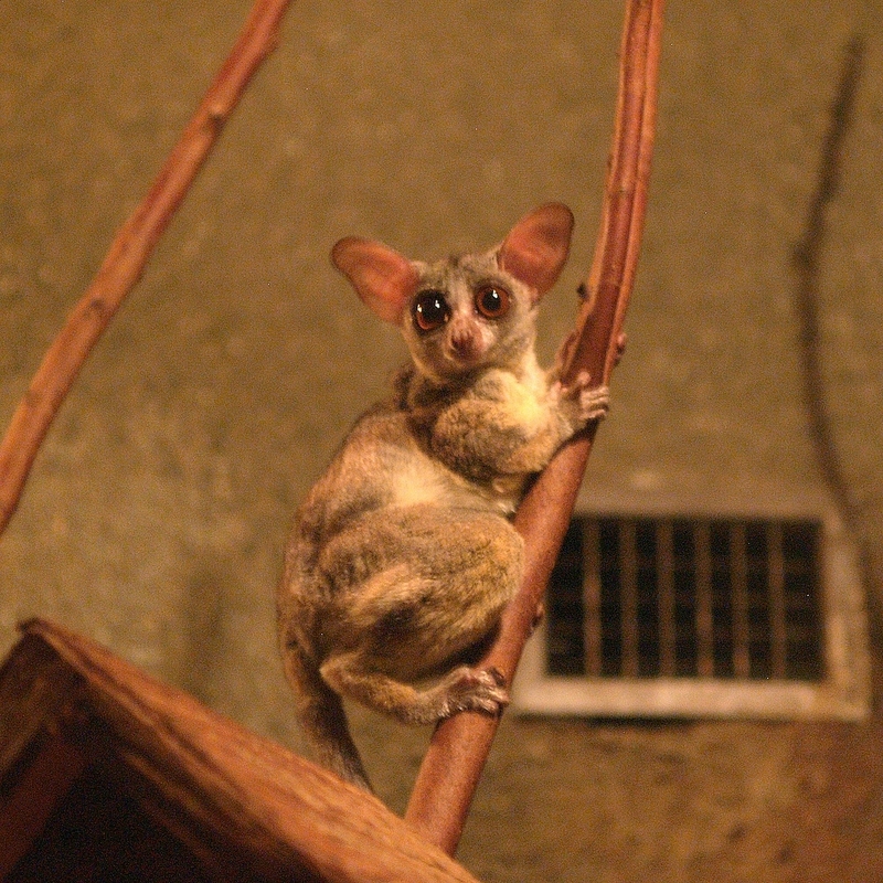 Senegal Bushbaby (Galago senegalensis) - Wiki; DISPLAY FULL IMAGE.