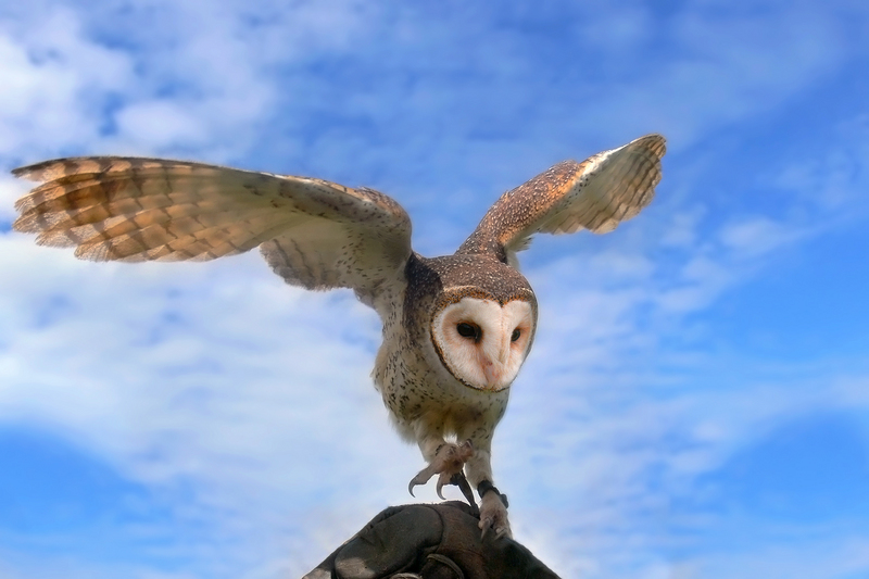 Australian Masked Owl (Tyto novaehollandiae) - Wiki; DISPLAY FULL IMAGE.