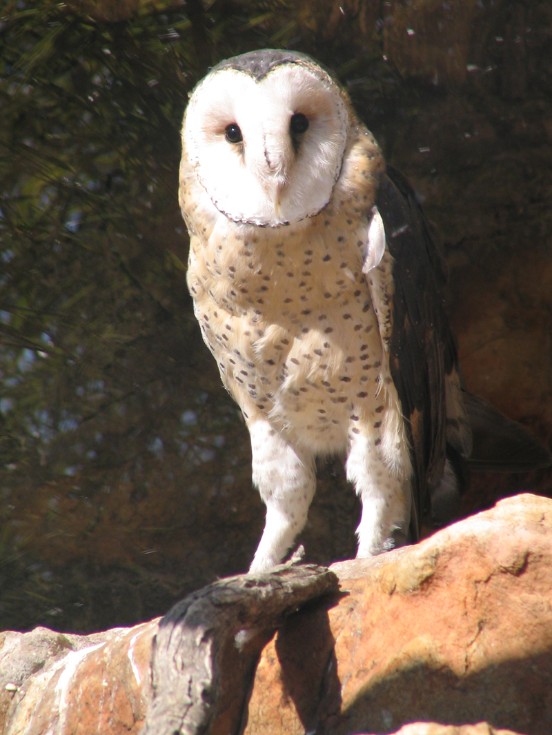 African Grass-owl (Tyto capensis) - Wiki; DISPLAY FULL IMAGE.