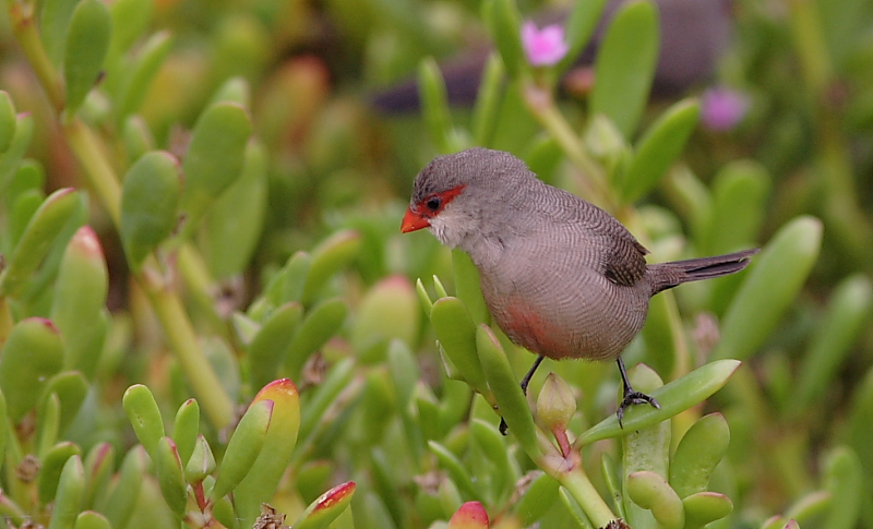 Common Waxbill (Estrilda astrild) - Canary Islands; DISPLAY FULL IMAGE.