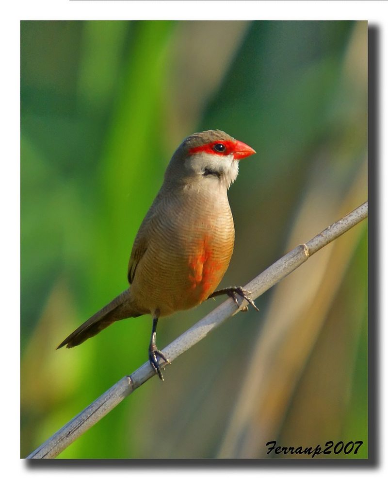 Waxbills (Part of Family: Estrildidae); DISPLAY FULL IMAGE.