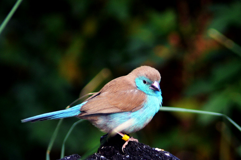 Cordon-bleu (Genus: Uraeginthus) - Wiki; DISPLAY FULL IMAGE.