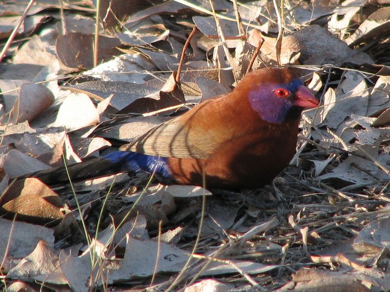 Common Grenadier (Uraeginthus granatinus) - Wiki; DISPLAY FULL IMAGE.