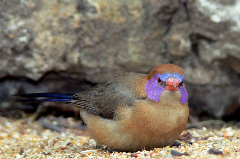 Common Grenadier (Uraeginthus granatinus); DISPLAY FULL IMAGE.